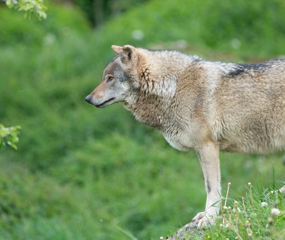 Wolf Graubünden Schweiz