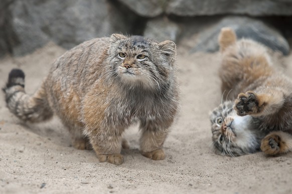 Manul