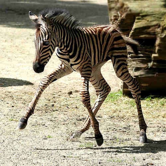 Zebra-Baby
Cute News
http://imgur.com/gallery/tqwd86R