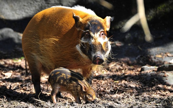 RED RIVER HOG OR BUSH PIG potamochoerus porcus Copyright: xGerardxLaczx GLI-400593