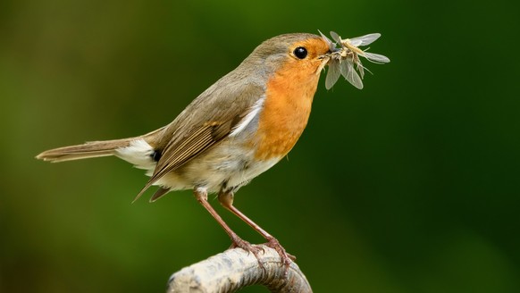 Insektenfressende Vögel: Rotkehlchen mit gefangenen Eintagsfliegen.