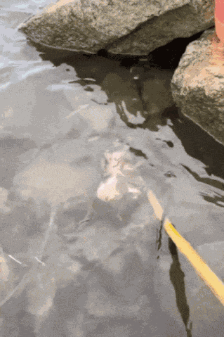 Animiertes GIF