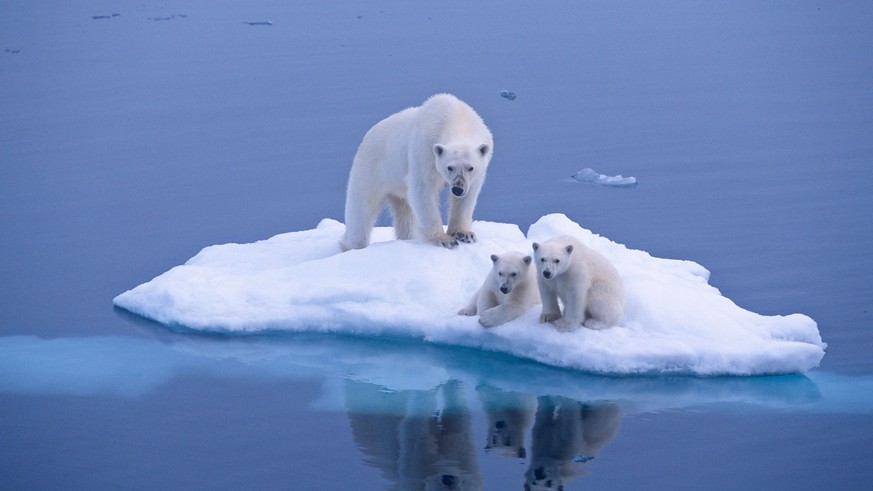 MANDATORY CREDIT: Paul Goldstein/Exodus/Rex Features
Mandatory Credit: Photo by Paul Goldstein/Exodus/REX (4438904o)
Polar bear mother and cubs
Polar bears for International Polar Bear Day, Spitsbe ...