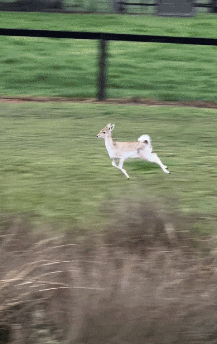 Animiertes GIF