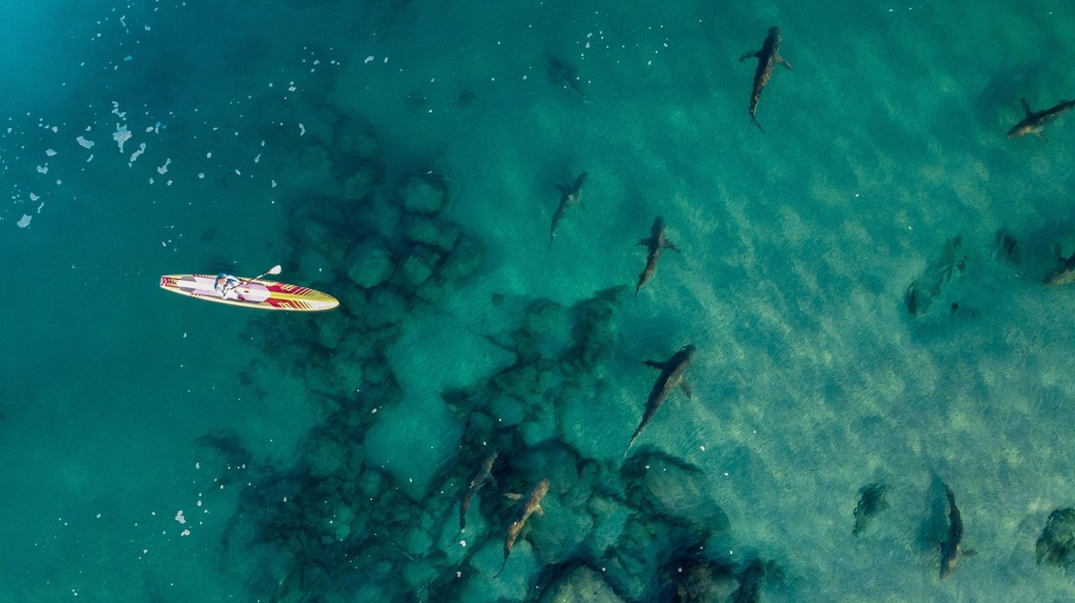 epa10381208 A picture taken with a drone shows a kayaker and a group of sharks below him in the shallow water near the hot water stream of the Orot Rabin power plant in the Mediterranean Sea, northern ...