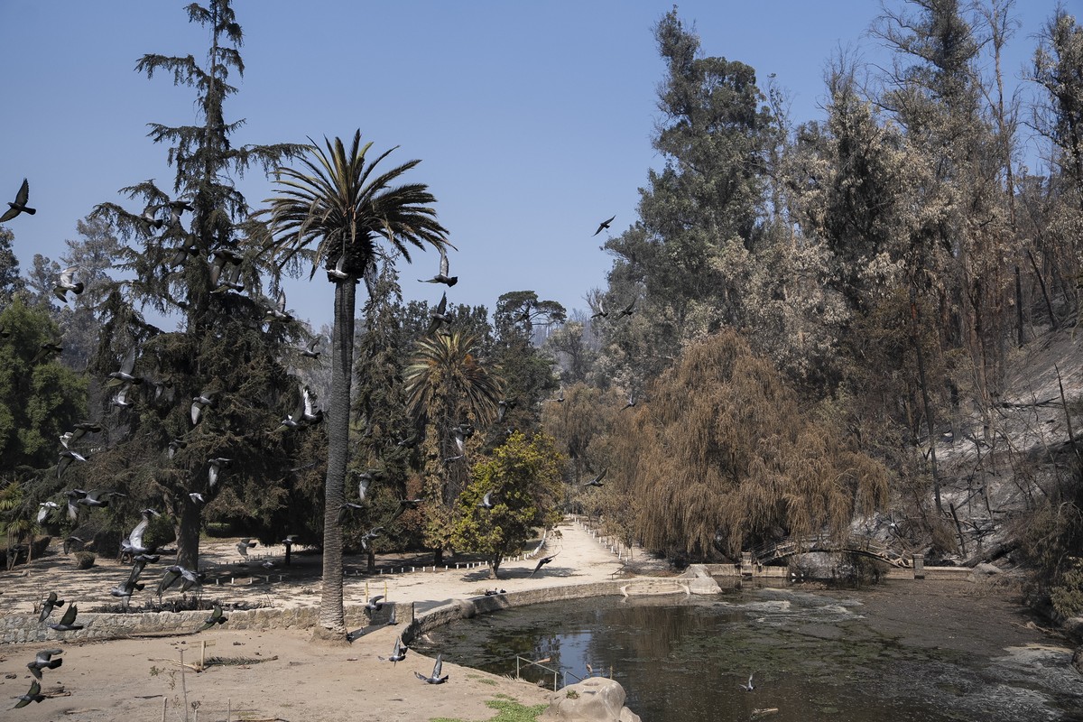 epa11129823 A view of burned vegetation at the Vina del Mar Botanical Garden after a fire that ravaged the garden in Vina del Mar, Chile, 05 February 2024. A fire devasted the Botanical Garden of the  ...