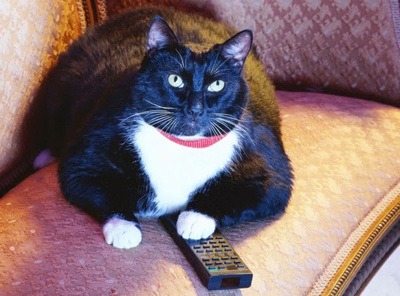 TV-Katze