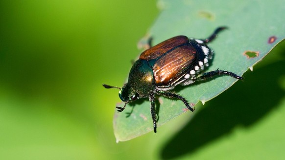Popillia japonica (Japankäfer)