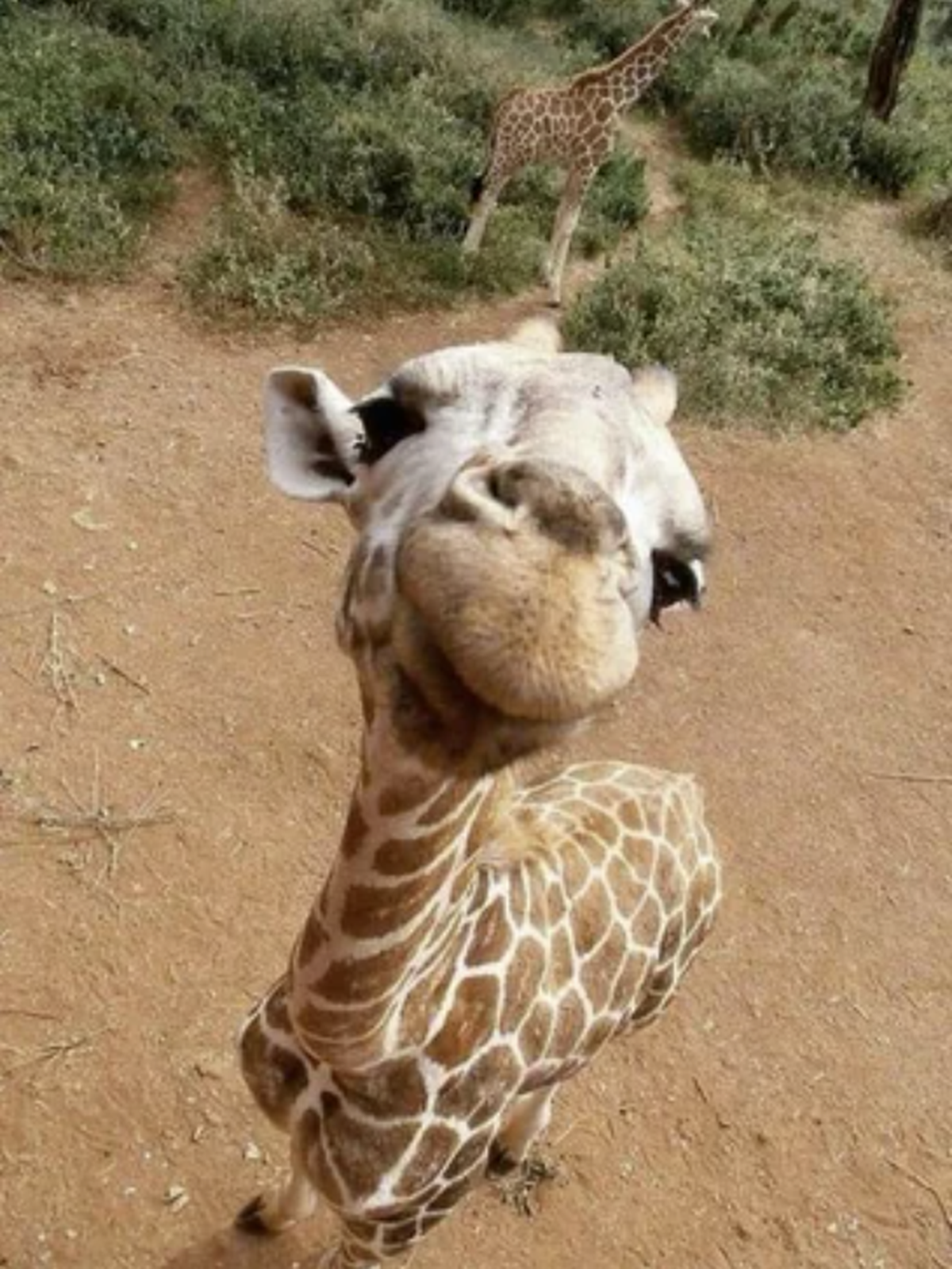 Die lustigsten und schönsten Tierbilder: Giraffe für Cute News