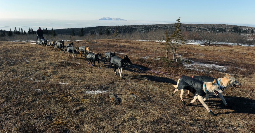 Sommer in der Tundra: Büsche sorgen dafür, dass der Permafrost immer weiter zurückgeht.