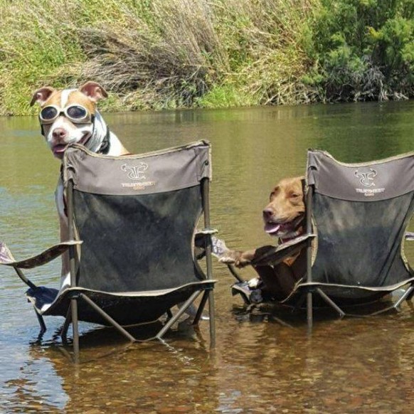 Hunde chillen
Cute News
https://funnyfoto.org/amazingly-funny-animals-38-pics/37/