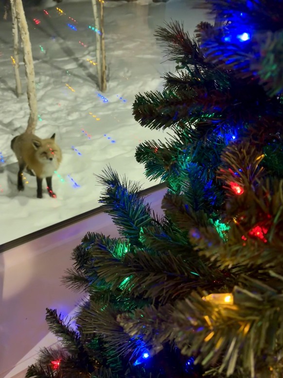 cute news tier fuchs schaut weihnachtsbaum an

https://www.reddit.com/r/foxes/comments/18kt6y0/a_fox_came_by_to_admire_our_tree/
