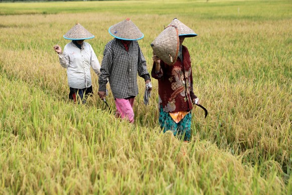 epa10224130 Farmers harvest rice in a field in Aceh Besar, Indonesia, 05 October 2022. The Aceh Agriculture and Plantation Department stated that rice fields in Aceh still meet local needs for consump ...