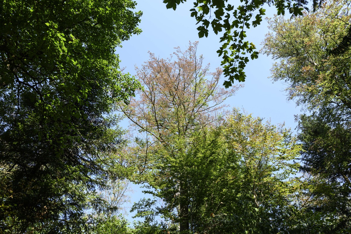 Die duerre Baumkrone einer Rotbuchen (mitte) im Wald oberhalb von Grenchen, fotografiert am Dienstag, 11. August 2026. (KEYSTONE/Christian Beutler)