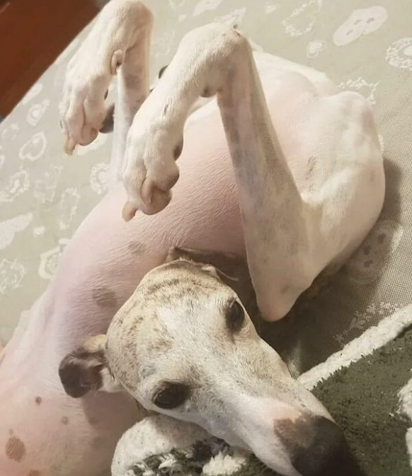 Optische Täuschung: Hund ohne Kopf
