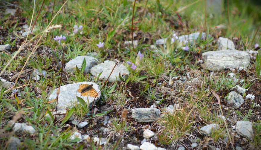 Reportage von der Alpe Nanztal im Kanton Wallis. Schäfer Oliver Gottsporn zeigt seine Schwarznasenschafe und erzählt, warum der Wolf ihm das Leben schwer macht.