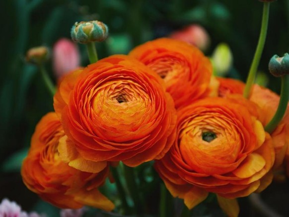 Ranunkel orange