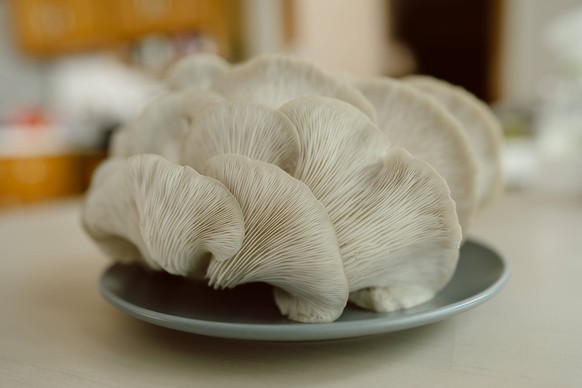 Plate of gourmet mushrooms ready for culinary exploration Overland Park, Kansas, United States R_SXFI231003-1262263-01
