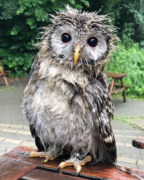 cute news animal tier eule

https://www.reddit.com/r/Owls/comments/sxd41i/i_just_got_out_of_my_shower_but_im_here/