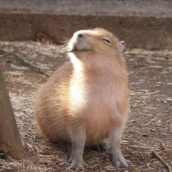 cute news animal tier capybara

https://www.reddit.com/r/capybara/comments/si7v0z/i_aspire_to_be_that_happy_from_tori_tori_capy_on/