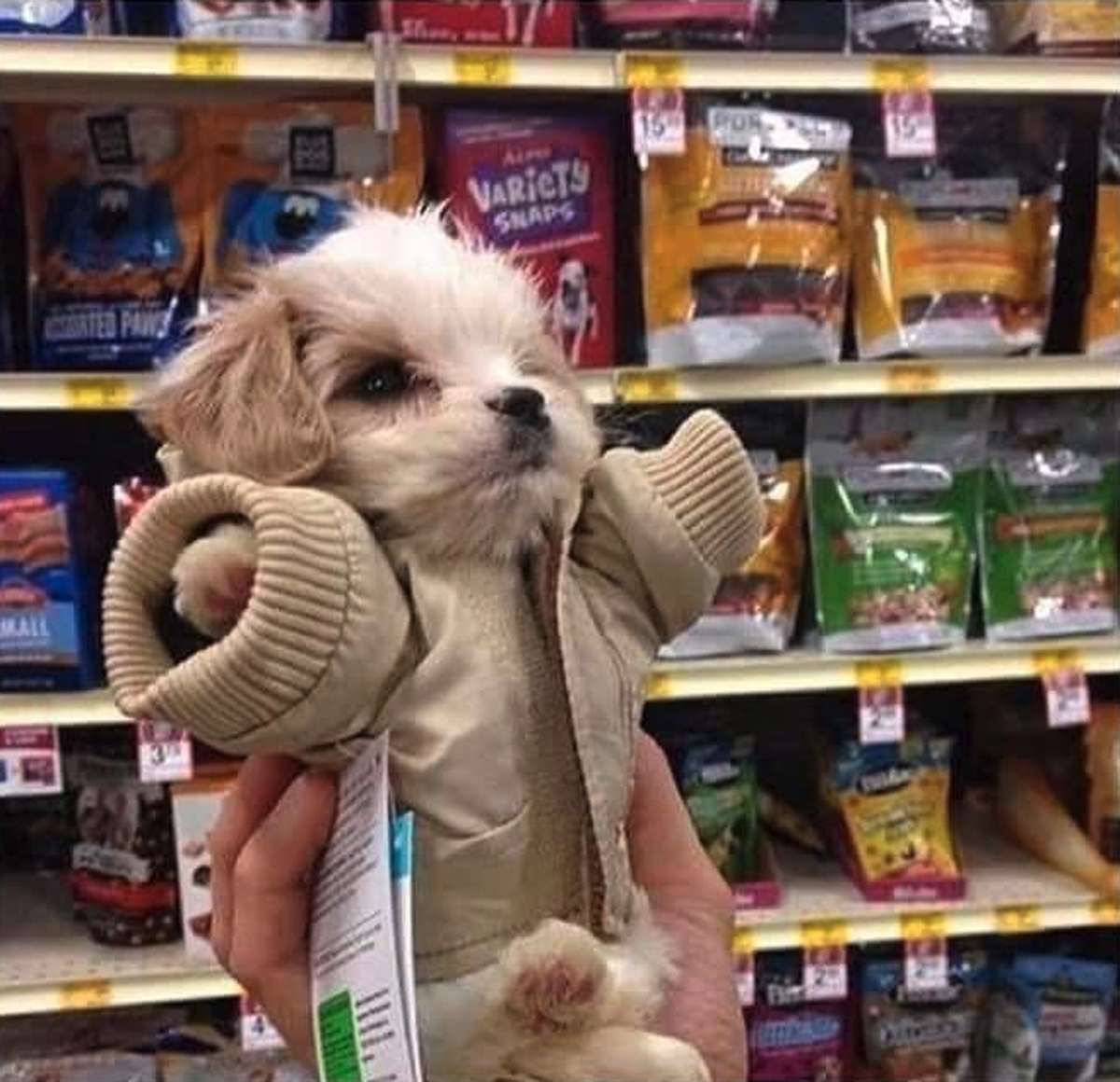 Kleiner Hund
Cute News
https://imgur.com/gallery/LKOqg