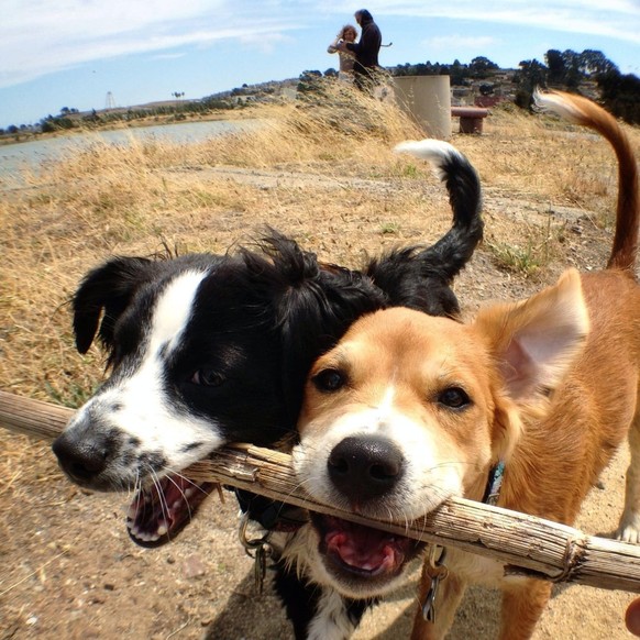 cute news tier hunde

https://www.reddit.com/r/mutt/comments/1u5gbbm/these_two_found_the_perfect_stick_to_share/