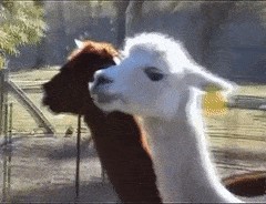 Animiertes GIF