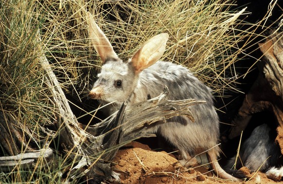 Greater bilby (Macrotis lagotis) Arid Zone Research Station, Alice Springs, Northern Territory, Australia PUBLICATIONxINxGERxSUIxAUTxHUNxONLY 961_13_rms00458
Greater Bilby macrotis lagotis arid Zone ...