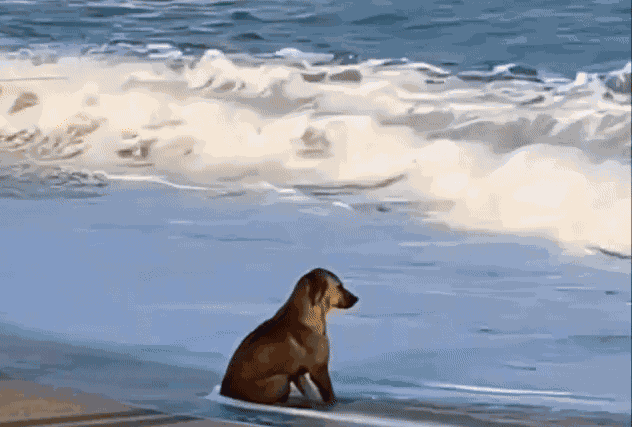 Animiertes GIF