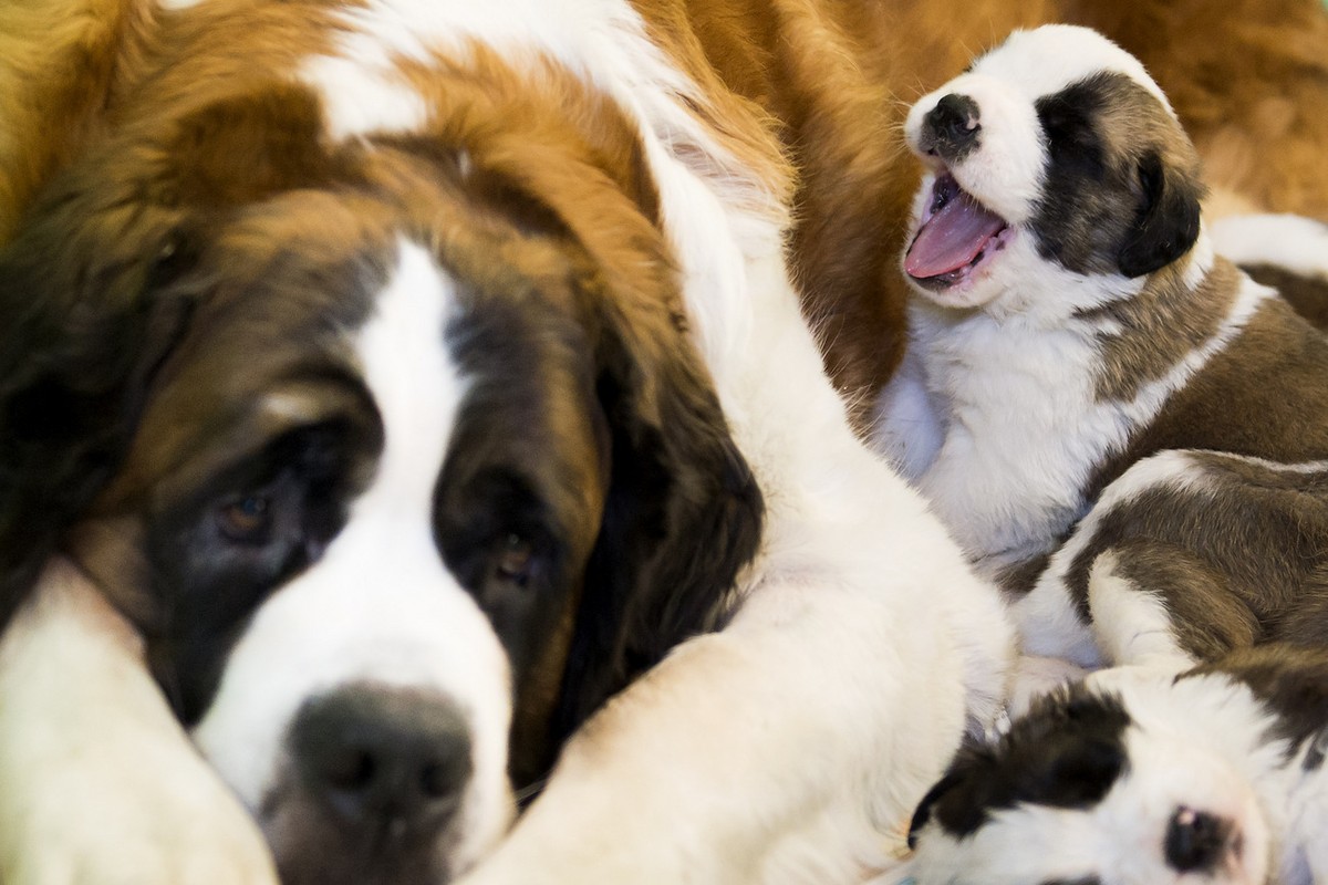 So sehen gesunde Hunde aus.