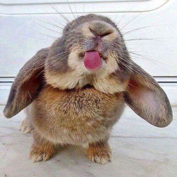cute news tier hase

https://ch.pinterest.com/pin/AUyFeHYx4PtXyB3fKMG4YEqwVqZaHk6d0PNhlRap52VEEv-sZtWz-iM/