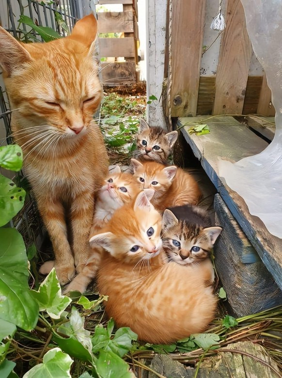 nice news animal cats https://www.reddit.com/r/cats/comments/1akooht/i_think_theyre_having_a_family_meeting/