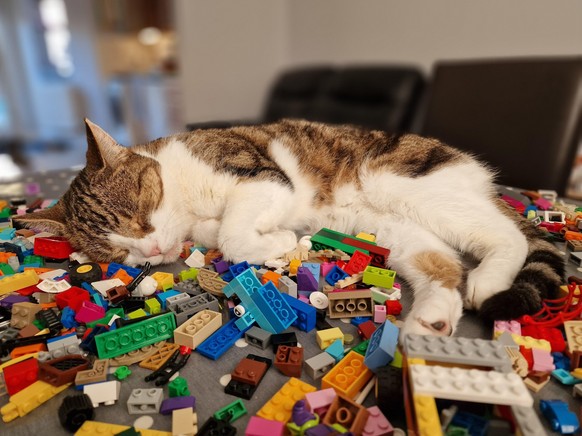 cute news animal cat sleeping on lego https://www.reddit.com/r/cats/comments/169wqvq/how_can_this_be_comfortable/