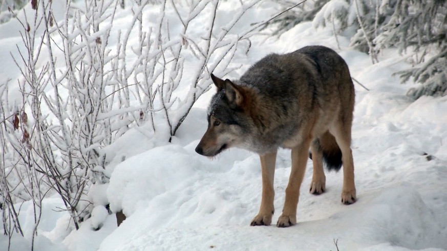 Wird die Wolfsjagd in der Schweiz bald wieder legal?