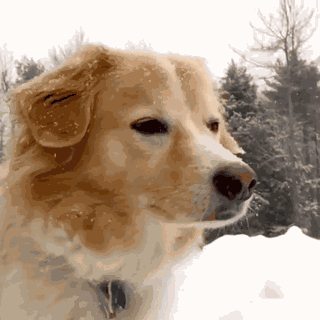 Animiertes GIF