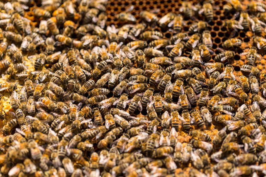 Bienen im Stock