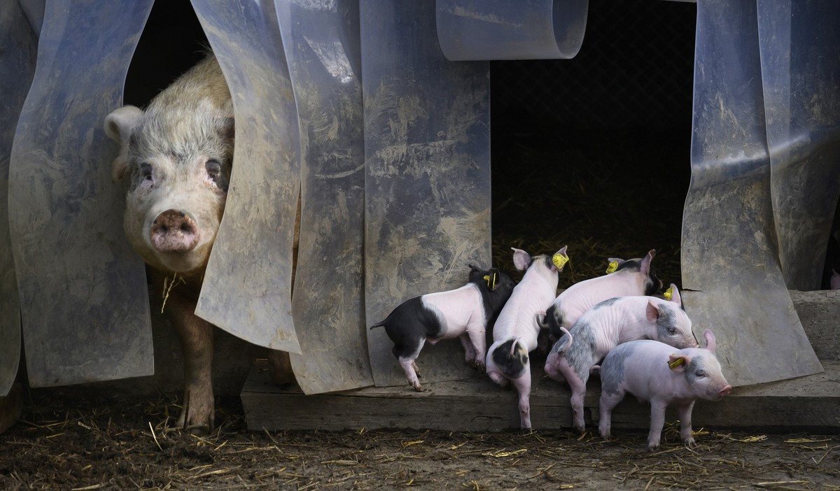 Ferkel auf dem Hof von Andreas Hirschi, fotografiert am Montag, 31. Maerz 2025 in Madiswil. (KEYSTONE/Christian Beutler)