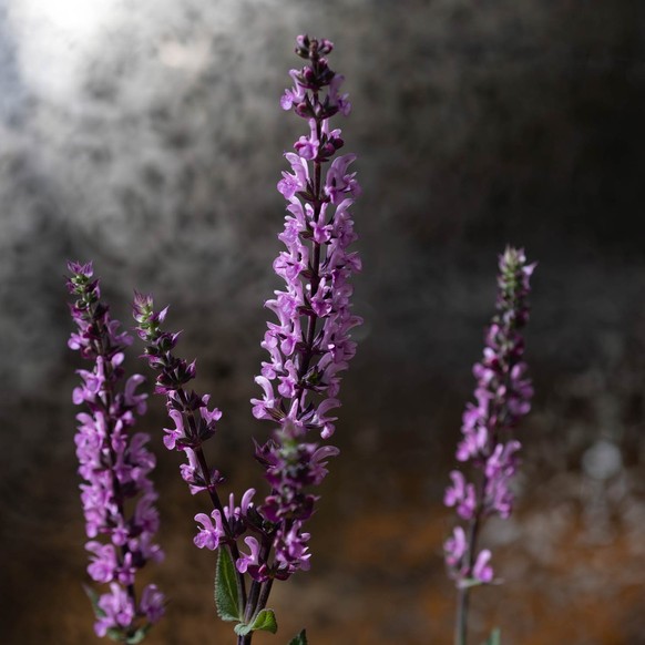 Steppen-Salbei (Salvia nemorosa)