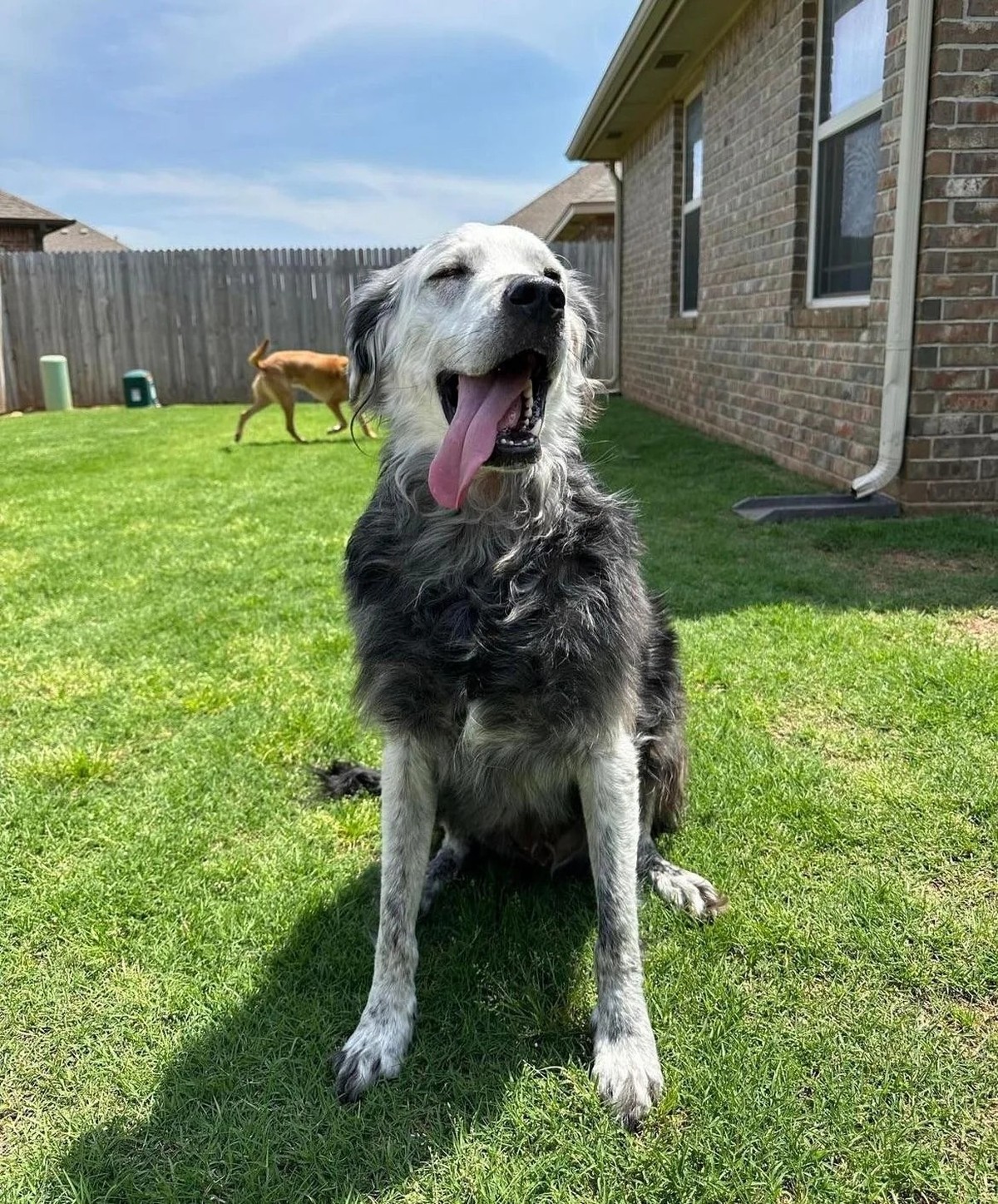 cute news tier hund

https://www.reddit.com/r/aww/comments/1c6fusj/my_boy_buster_4yo_has_completely_changed_from/?share_id=VbNS7QJOAqB2ICl8UOp_A&amp;utm_content=1&amp;utm_medium=ios_app&amp;utm_name=i ...
