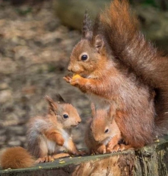 Cute News: Tierische Eltern und ihr Nachwuchs.