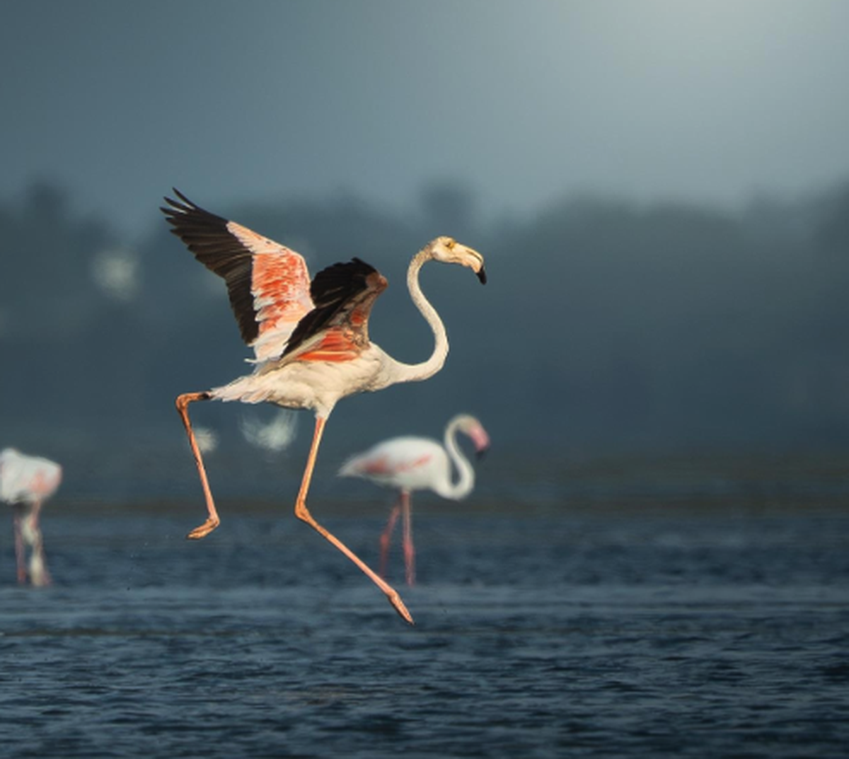 Flamingo rennend

https://preview.redd.it/flamingos-at-pulicat-lake-v0-6yb806s6shih1.jpg?width=640&amp;amp;crop=smart&amp;amp;auto=webp&amp;amp;s=f92bf3b1959c4641796c88b3697b4c436e08539d