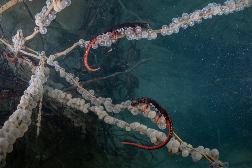 Female northern spectacled salamanders, also known as Savi's salamanders, lay their eggs on submerged branches in the cold water of an Apennine stream in Italy's Foreste Casentinesi National Park.