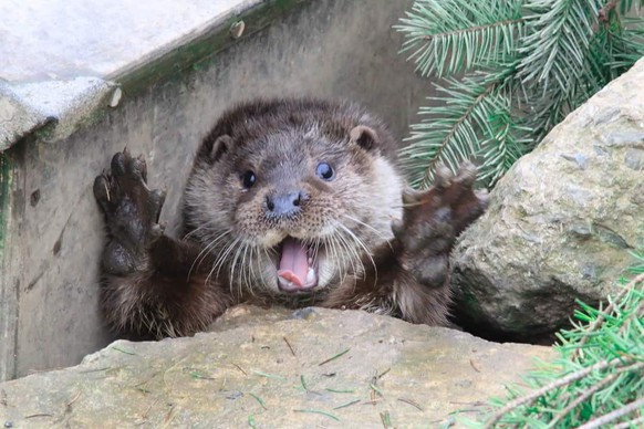 cute news animal tier otter

https://www.reddit.com/r/Otters/comments/t9hjtl/eurasian_pup/