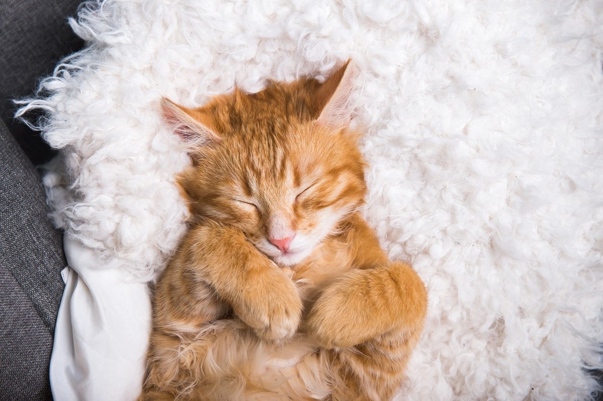 Katze
