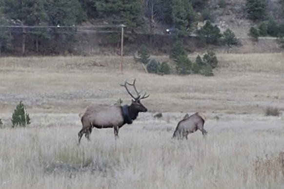 This undated photo provided by Colorado Parks and Wildlife shows an elusive elk that has been wandering the hills with a car tire around its neck for at least two years that has now finally been freed ...