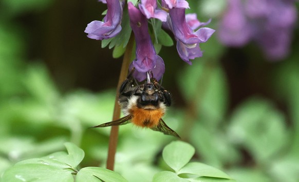 epa12894369 A bumblebee sits on blooming flower on a spring day in Moscow, Russia, 16 April 2026. EPA/MAXIM SHIPENKOV