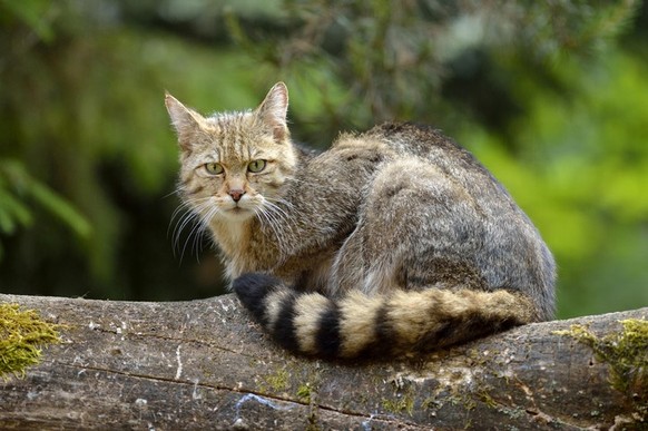 Wildkatze in der Schweiz