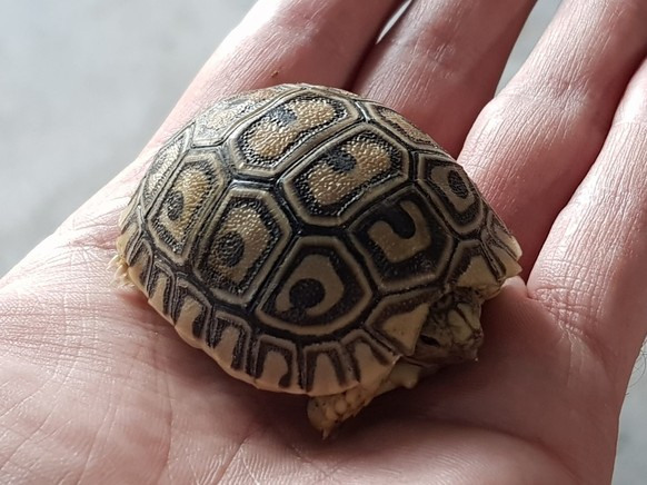 Eine unbekannte Täterschaft hat aus einer Zoohandlung in Zuchwil SO neun Pantherschildkröten gestohlen. Diese Tierart gilt gemäss Angaben der Polizei als gefährdet und wird auch auf dem Schwarzmarkt g ...