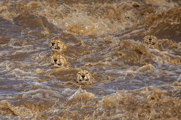 World Nature Photography Awards 2021: Behaviour: Mammals, 3. Platz. Buddhilini de Soyza, Australia. Five male cheetahs, Maasai Mara in Kenya.