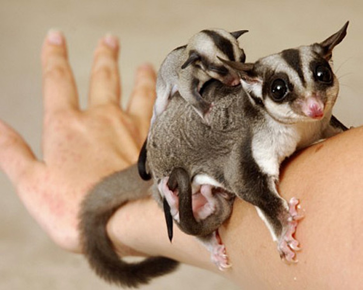 Sugar Glider
Cute News
Kurzkopfgleitbeutler
https://imgur.com/gallery/AwCqw